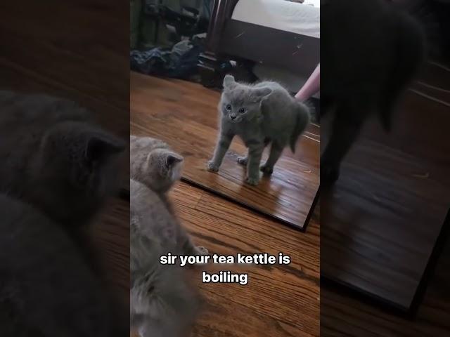 #cat #funny #happycats #catmemes #music #memes #trending #trendingshorts #new #reels