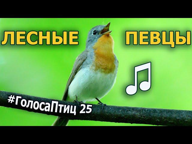 Какие птицы поют в лесу? #ГолосаПтиц 25