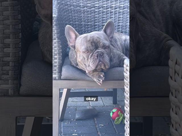 George G The Frenchie Was Not Happy #george #frenchie #nothappy #dogdad