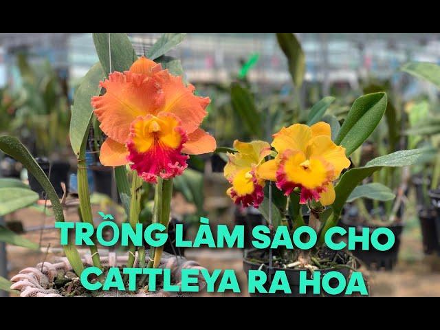 Cây cattleya như thế nào có thể cho ra hoa và kích hoa như thế nào ?