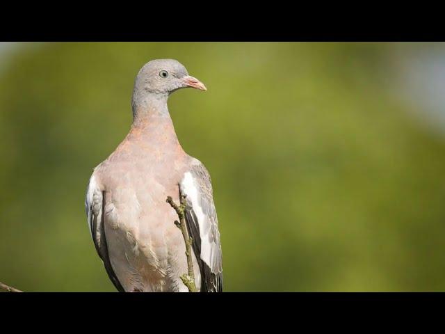 Common wood pigeon// // bird // wildlife// animals// explore with Kelly 4K // Nature