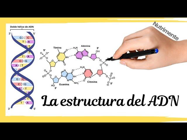 La estructura del ADN [El MODELO de WATSON y CRICK]