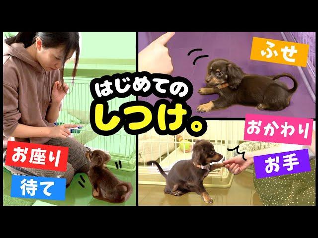 驚異の成長！チワックスの子犬がしつけを完璧に覚えるまで【おすわり、お手、おかわり、伏せ、待て】