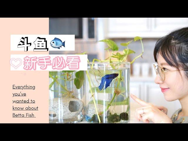 [2021]Betta Fish 养斗鱼 养鱼必备｜新手必看｜怎么换水？｜必买单品｜注意事项️【Lady FUN】