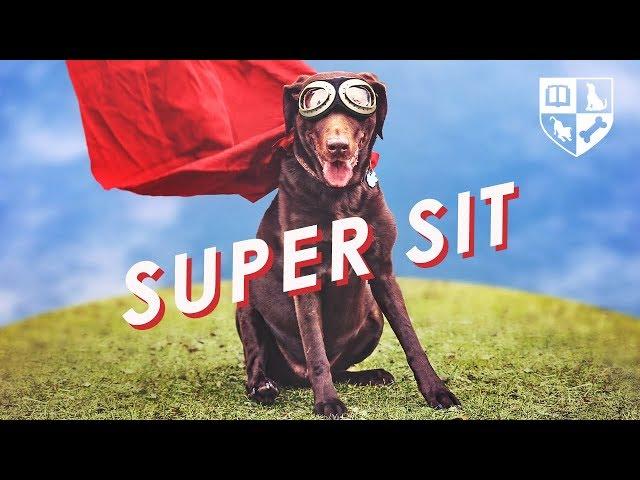 How One Simple Command Can Improve Your Dogs Quality of Life