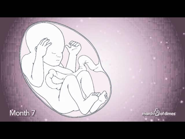 How Your Baby Grows Month 7