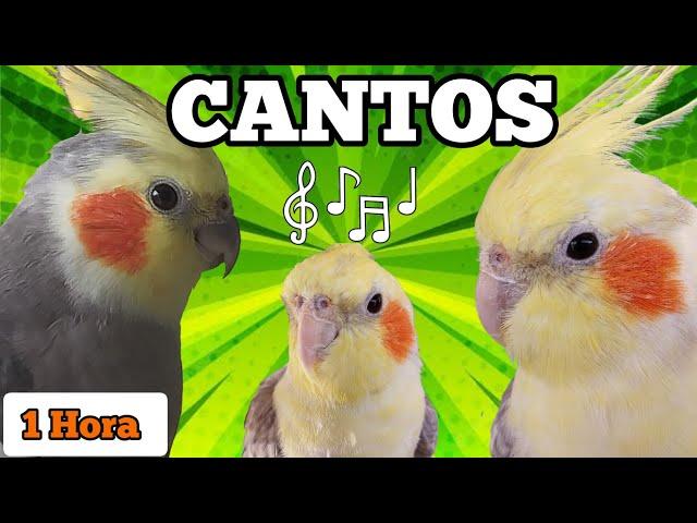 CANTOS de CALOPSITAS - Assobios variados de calopsitas cantando (1 hora de cantos de calopsitas)