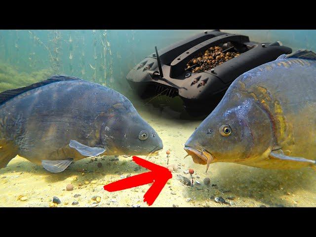 Can we catch the massive mirror carp with a bait boat? (Deeper QUEST)