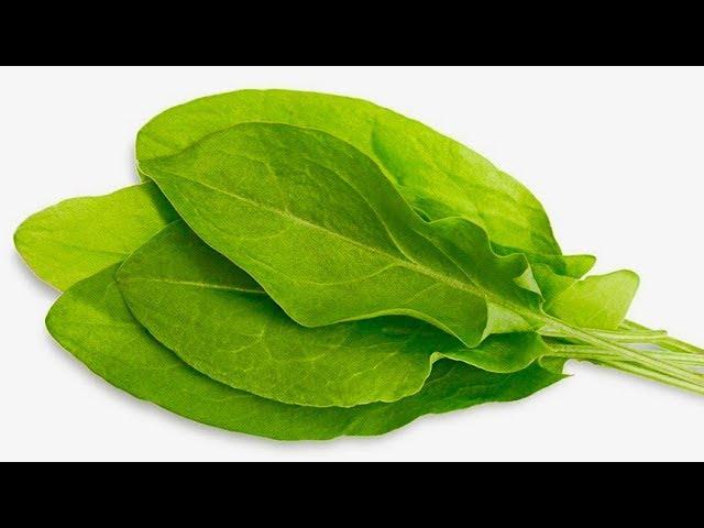 5 Incredible Health Benefits Of Sorrel