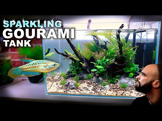 Aquascape Tutorial: SPARKLING GOURAMI Aquarium (How To: Step By Step Planted Tank Build Guide)