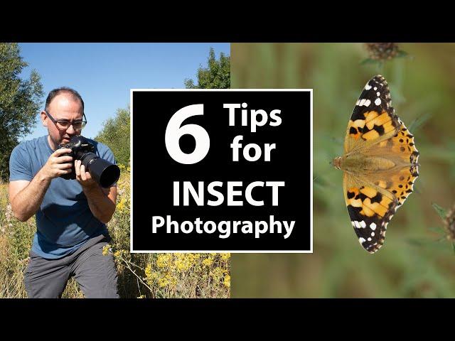 Insect Photography: Simple Tips to Maximise Sharpness & Background