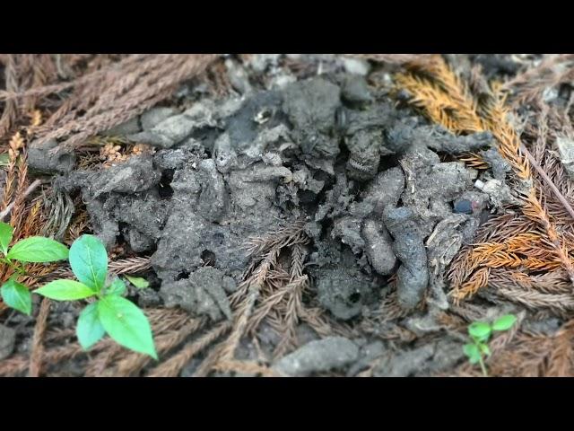 Larvae & Adults of Oiceoptoma Carrion Beetle Gathering on Dung of Japanese Raccoon Dog in Timelapse