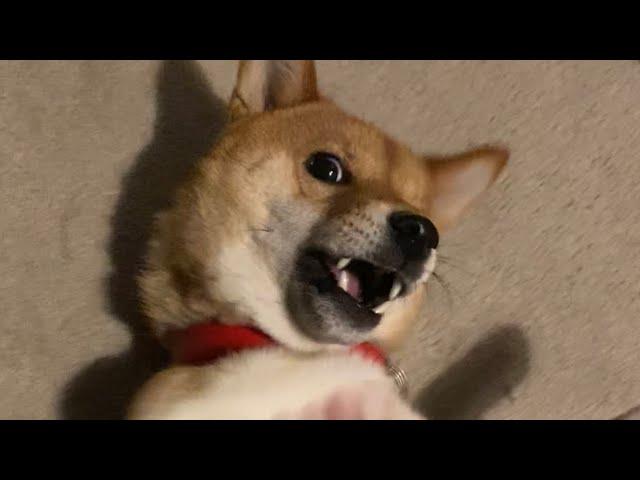 ERROR shiba inu has stopped working