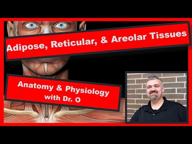 Types of Loose Connective Tissue (Adipose, Reticular, and Areolar):  Anatomy and Physiology