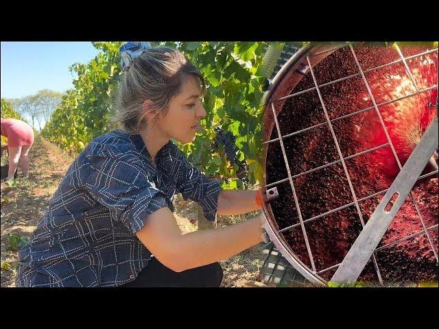 How Wine is Made in Bordeaux - Step by Step Explanation/Fun Documentary