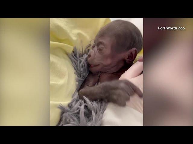 未熟児で生まれたゴリラの赤ちゃん、米動物園が映像公開