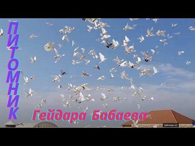 Знаменитые Бакинские широкохвостые голуби Гейдара Бабаева Wide-tailed pigeons of Heydar Babayev 3.ч