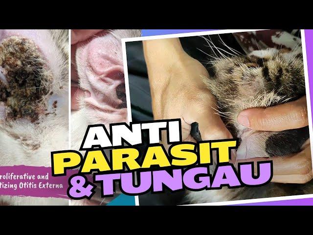 Obati Parasit Telinga Kucing dengan Efektif dan Hemat di Rumah!