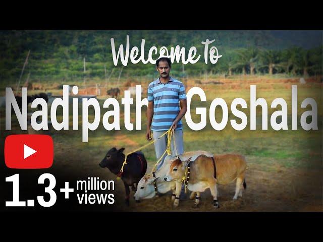 "Welcome to Nadipathy Goshala" || Home of The World's Shortest cows || Punganoor cow || Eng CC