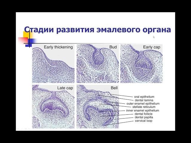 13.50 Лекция! Развитие зуба