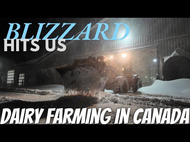 Dairy Gets Hit By Gnarly Blizzard!