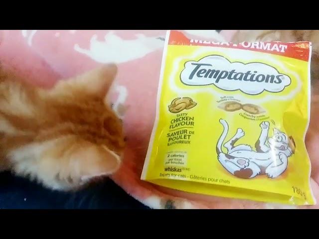 Tempting Treat/Snacks for the cute kittens #kittens#kittycatvideosfunny#kittycat#kitties