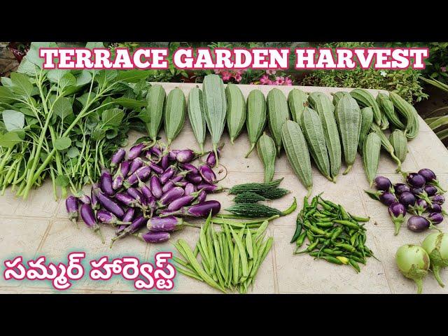 Summer Harvest |Great Harvesting From My Terrace Garden |Home maker strategy #gardening #harvest