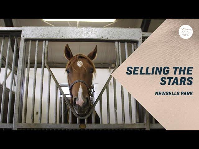 How to make millions selling horses - stars of the future at Newsells Park