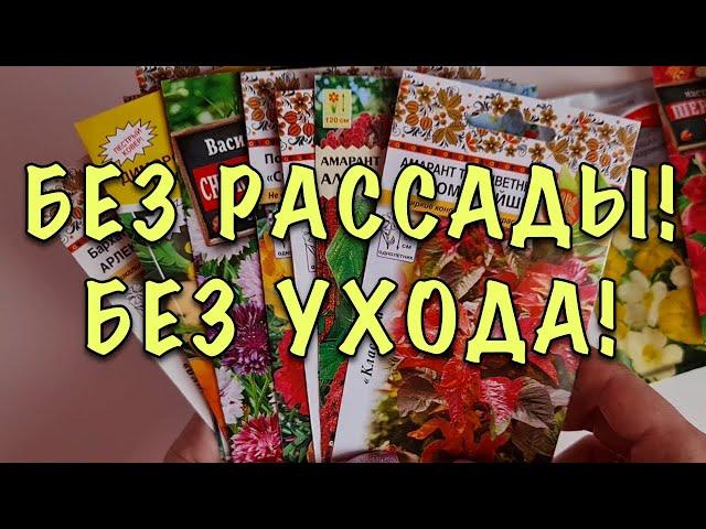 БЕЗ РАССАДЫ! В ОТКРЫТЫЙ ГРУНТ! Растут БЕЗ УХОДА, цветут ВСЁ ЛЕТО! Для ЗАНЯТЫХ ЦВЕТОВОДОВ