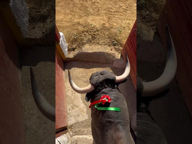 La SALIDA del TORO #toros #viral #tiktok #salida #popular #parati #copachenel