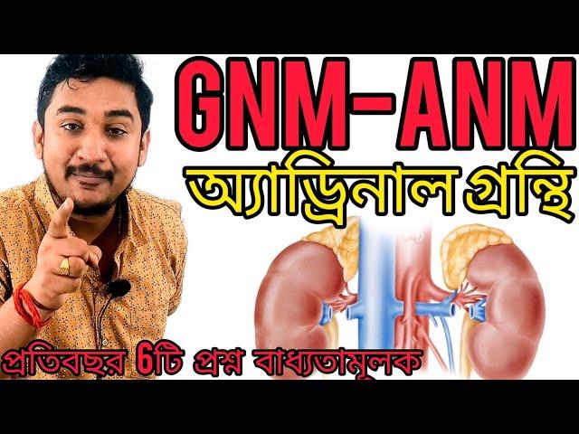 অ্যাড্রিনাল গ্রন্থি||GNM-ANM 2024#hormones  প্রতিবছর 6টি  প্রশ্ন বাধ্যতামূলক#wbjee #anmgnm #nursing