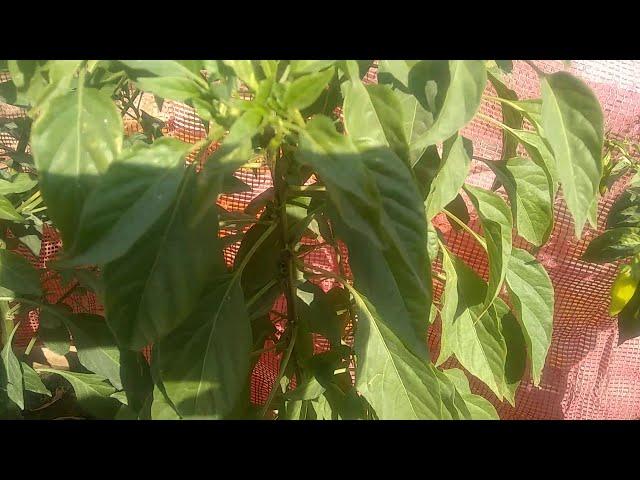 My chilli plants update️️️