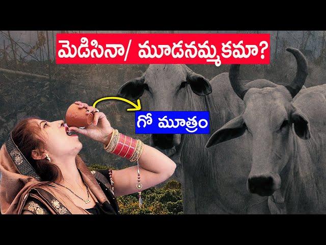 IS COW URINE GOOD FOR HEALTH? | FACTS ABOUT COW URINE | FACTS4U