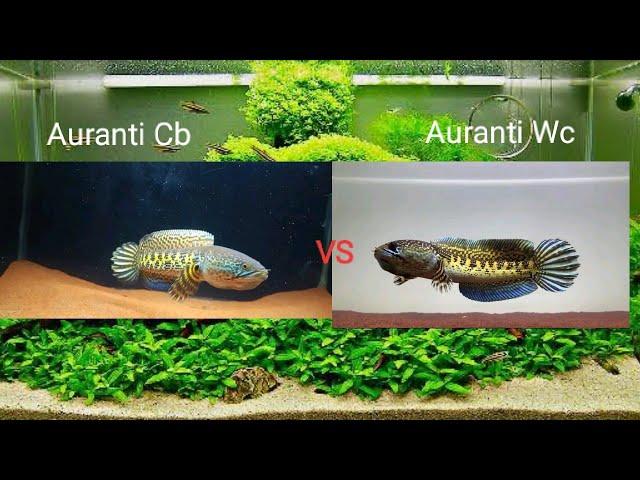 Perbedaan Auranti Cb dan Auranti Wc