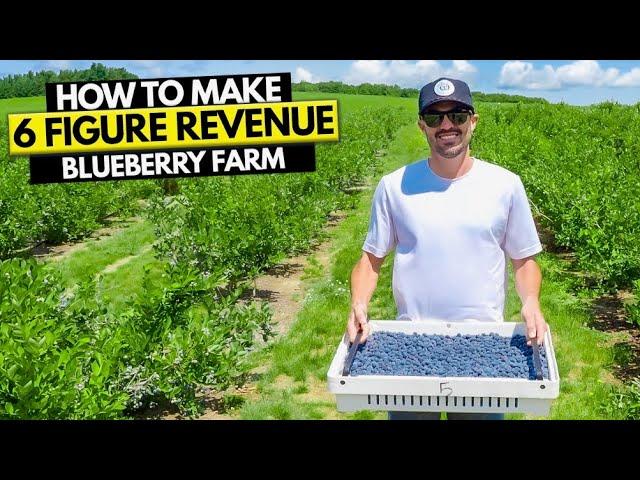 How To Start a Blueberry Farm Business