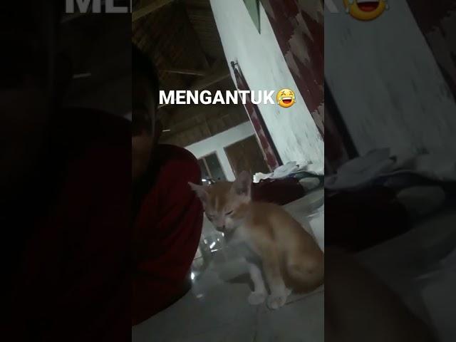 NGANTUK BERAT/ KUCING LUCU  #kucing  #shortvideo #shorts