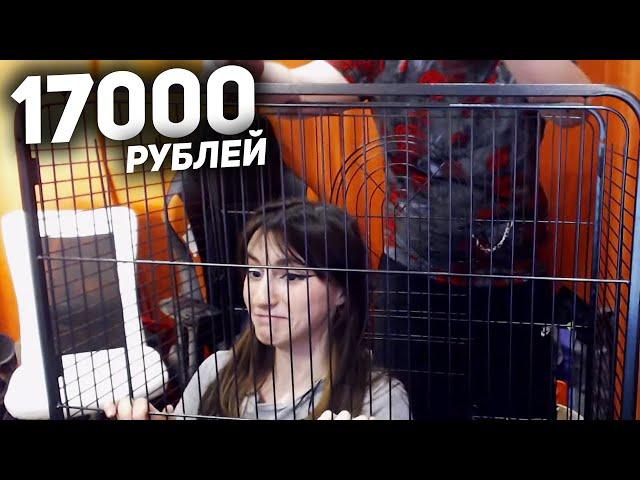 Пятёрка Купил Пентхаус Для Крысок. Нарезка Со Стрима Пятёрки