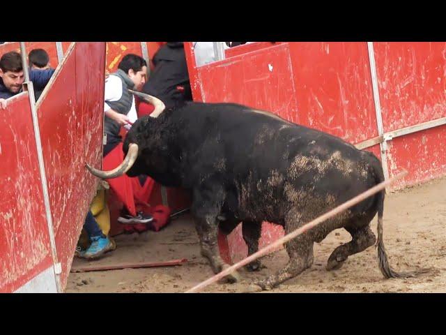  TORO DESTROZA LA PLAZA! CAPEA AJALVIR (MADRID) FEBRERO 2024