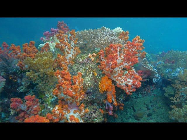 Diving Ambon, Banda Sea and Triton Bay 4k