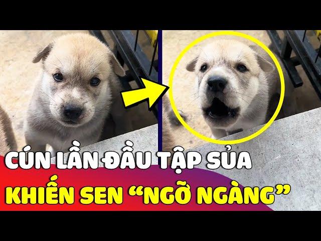 Cún con lần đầu 'TẬP SỦA' nhưng cái kết khiến ai nấy 'NGỠ NGÀNG'  | Gâu Đần