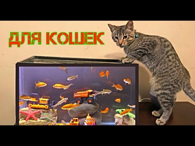 Рыбы для кошек 4k
