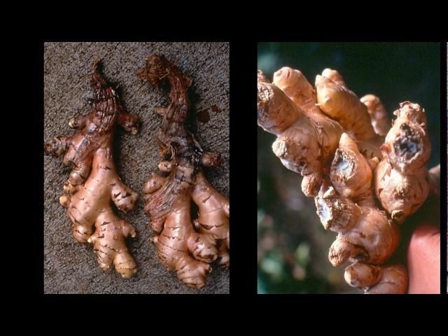 1 -  The Ginger Project: Overview of Bacterial Wilt