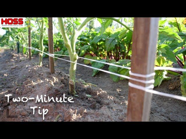 The STRONGEST TOMATO TRELLIS you'll find!