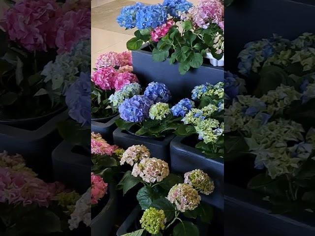 Рай для любителей гортензии...