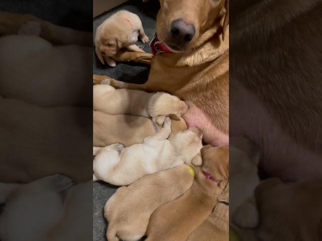 Fox Red Lab Puppies #puppy #puppies #lab #labpuppies #redlabs #huntingdog #labrador #cute #asmr