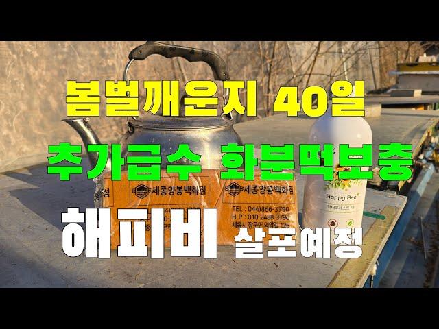 봄벌깨운지 40일 추가급수 화분떡보충 해피비 살포예정