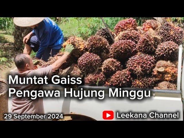 Harga Se Tan Sentiasa Berubah / Hujung Minggu kitai Bekuli / Muntat Sawit Gaiss