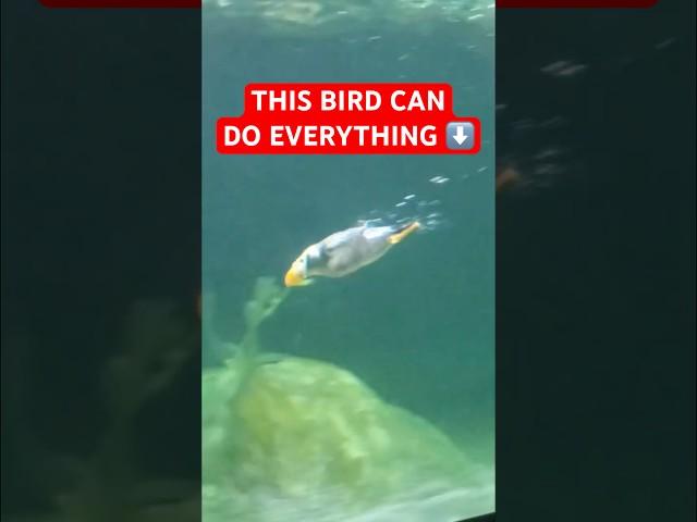 This BIRD Can Do Everything - The Puffin