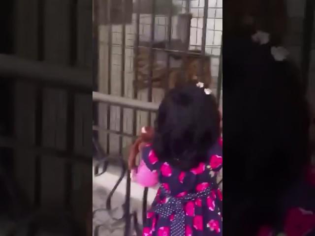 Shaykh Zulfiqar Ahmad Naqshbandi's (db) granddaughter forced a lion 2do zikr by saying "Allah Allah"