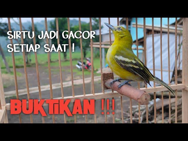 TIPS MERAWAT SIRTU AGAR BISA GACOR SETIAP SAAT